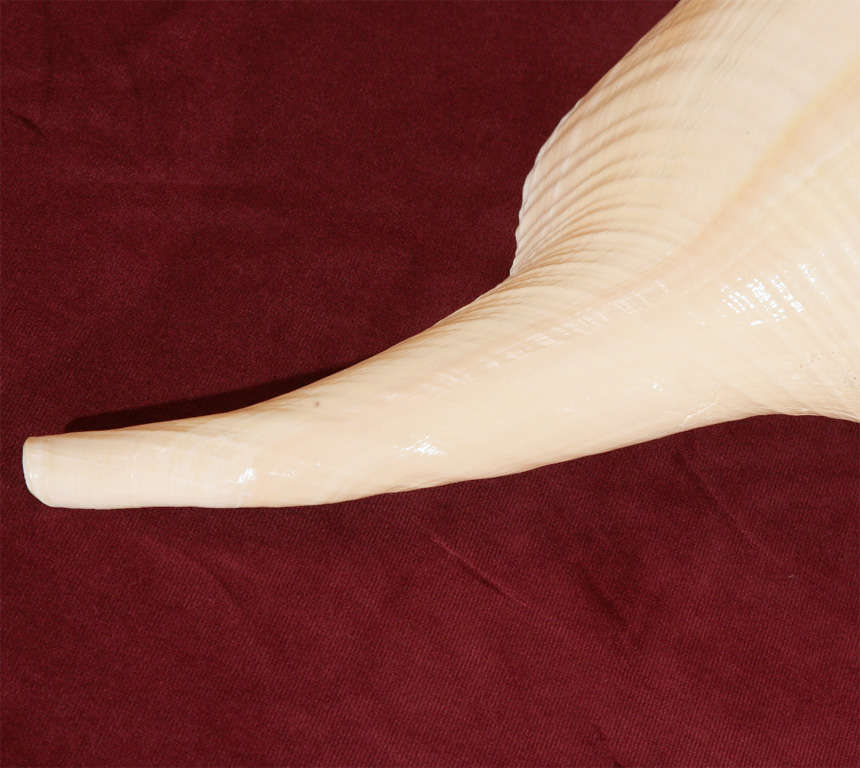 australian trumpet shell